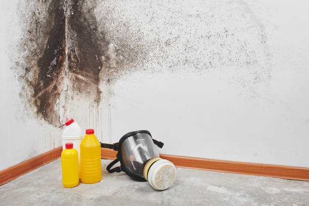 Reliable Nanticoke, PA Mold Removal Solutions