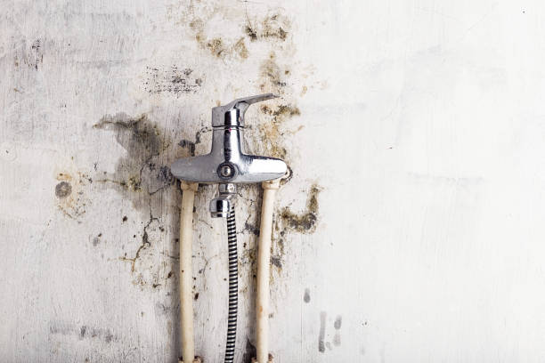 Best Toxic Mold Removal  in Nanticoke, PA