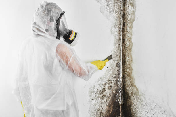 Best Professional Mold Removal  in Nanticoke, PA