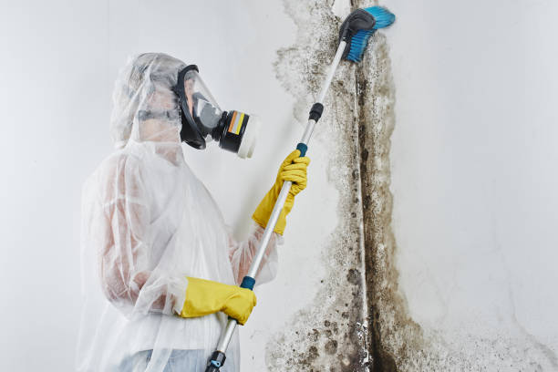 Best Home Mold Removal  in Nanticoke, PA