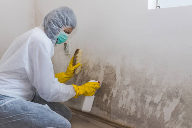 Best Mold Damage Repair  in Nanticoke, PA