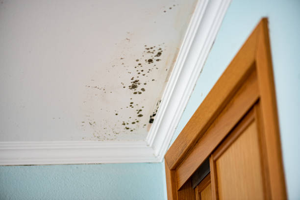 Best Certified Mold Removal  in Nanticoke, PA