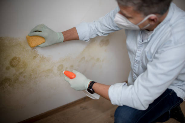 Best Professional Mold Removal  in Nanticoke, PA