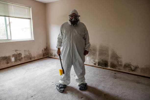 Best Attic Mold Removal  in Nanticoke, PA