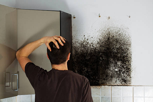 Best Black Mold Removal  in Nanticoke, PA