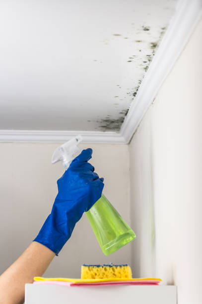 Best Fast Mold Removal  in Nanticoke, PA