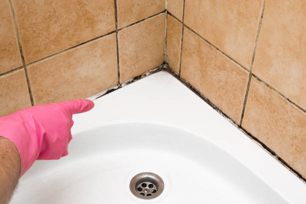 Best Commercial Mold Removal  in Nanticoke, PA