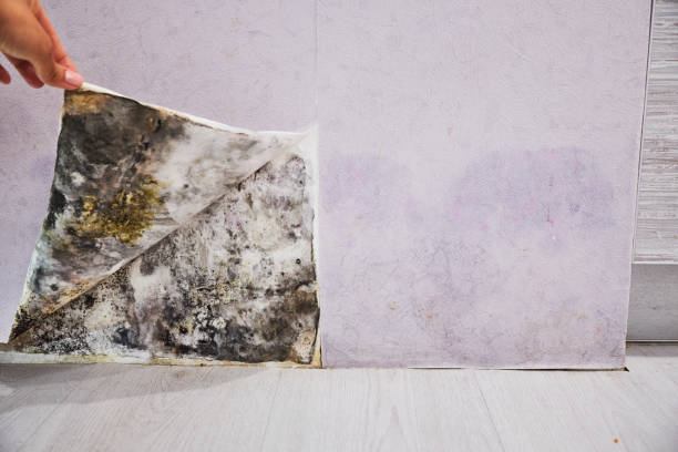 Attic Mold Removal in Nanticoke, PA